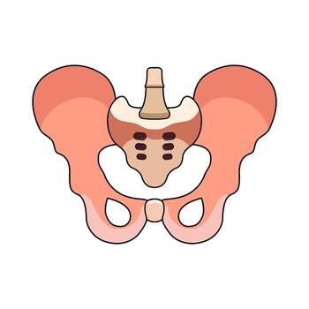 Pelvic floor icon